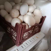 اروندکنار
