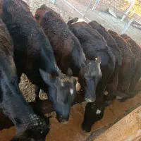 هفت راس گوساله ماده کوچیک