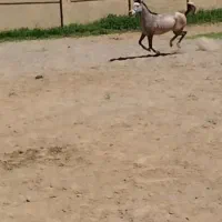 اسب عرب مصری خالص