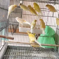 سهره قناری