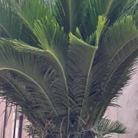 گل سیکاس بزرگ