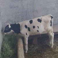 گوساله