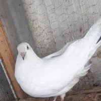 کبوتر نر