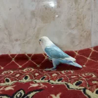 کوتوله برزیلی