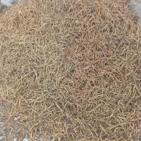 کوسک کهور