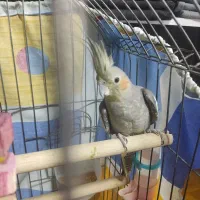 عروس هلندی نر و ماده ۱۵ ماهه