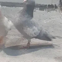 کبوتر