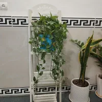 استند گل