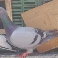 کفتر دوبر