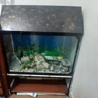 اکواریوم