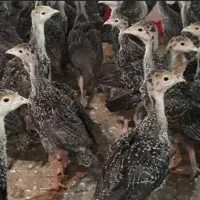جوجه بوقلمون