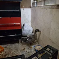 مرغابی|حیوانات مزرعه|مشکین‌دشت, |دیوار