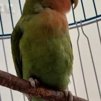 کوتوله برزیلی
