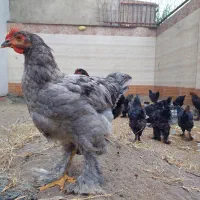 خروس نژاد برهما اصل رومانی