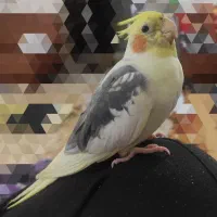 عروس هلندی ابلق نر گمشده