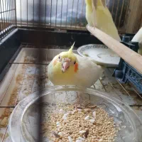 جوجه دون خور و دستی و چلوندنی عروس هلندی