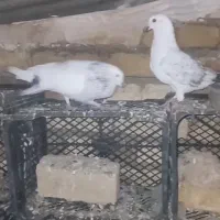 کبوتر
