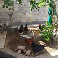 باغ دار|خدمات باغبانی و درختکاری|بیرجند, |دیوار