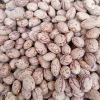 لوبیا|عمده‌فروشی|برازجان, |دیوار
