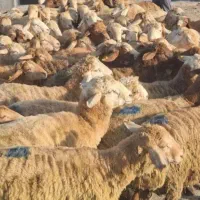 گوسفند(حراج) زیرقیمت بازار