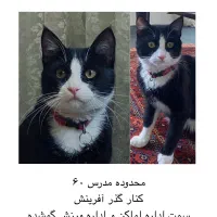 گمشده