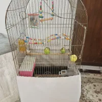 مرغ عشق با قفس و لوازم کامل