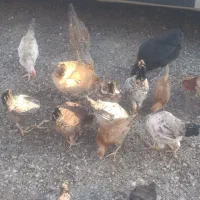 جوجه محلی دونفره