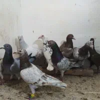 ۳۰تا هفرنگ رنگی المانی