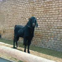 سابرین