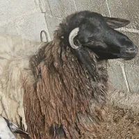 میش وقوچ دوسال