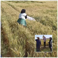 مدرک کشاورزی، گیاهپزشکی/ گیاهپزشک،مهندس کشاورزی