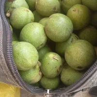 گردو کاغذی