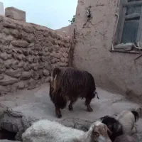 بز.