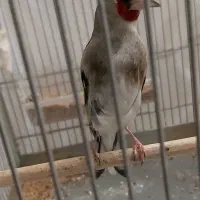 سهره قناری دورگ،فلاور هورن،آکواریوم ماهیران