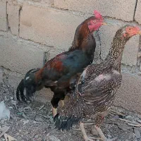 مرغ وخروس لاری