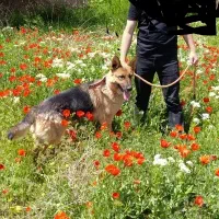 سگ ژرمن گرگی و آموزش دیده
