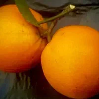 فروش پرتقال تامسون