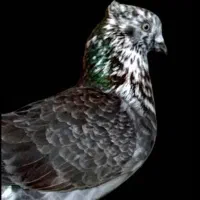 کبوتر غاره کاکل