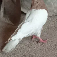 کفتر و خروس
