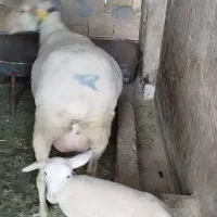 یک عدد میش لاکن با یک بره ماده فروشی