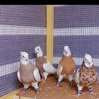 طوقی الماسی وسیا