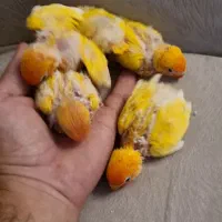 جوجه طوطی برزیلی سرلاکی فیشر طلایی