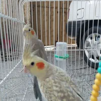 عروس هلندی