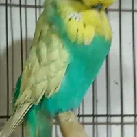 مرغ عشق انگلیسی اروپایی