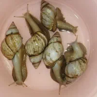 حلزون رایگان