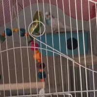 یک جفت مرغ عشق