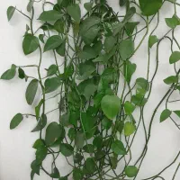 گل پتوس|گل و گیاه طبیعی|بومهن, |دیوار