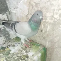 قره|پرنده|شیراز, جوادیه|دیوار