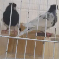 یک جفت کله سیاه وکسی با دوتا جوجه