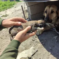 سگ پژدر|سگ|کوزران, |دیوار